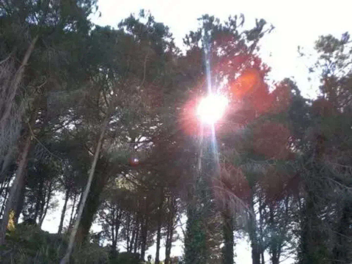 Pineta sul Mare B&B