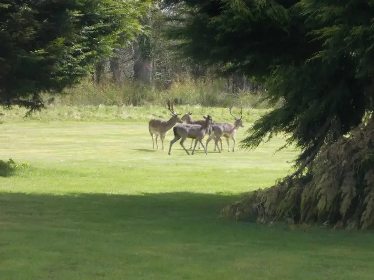Birch Lodge 15, Newton Stewart
