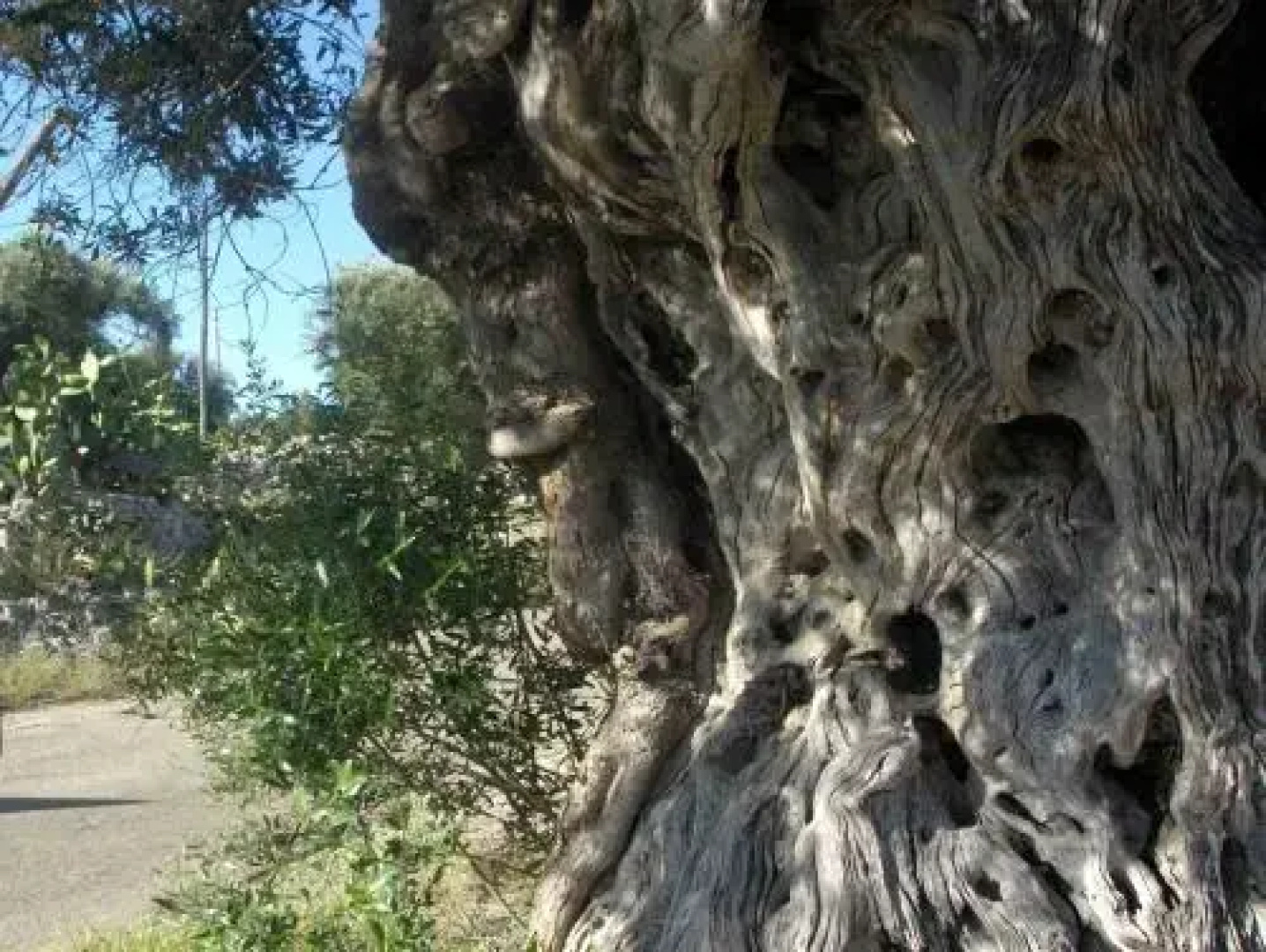Tenuta Mirabolano