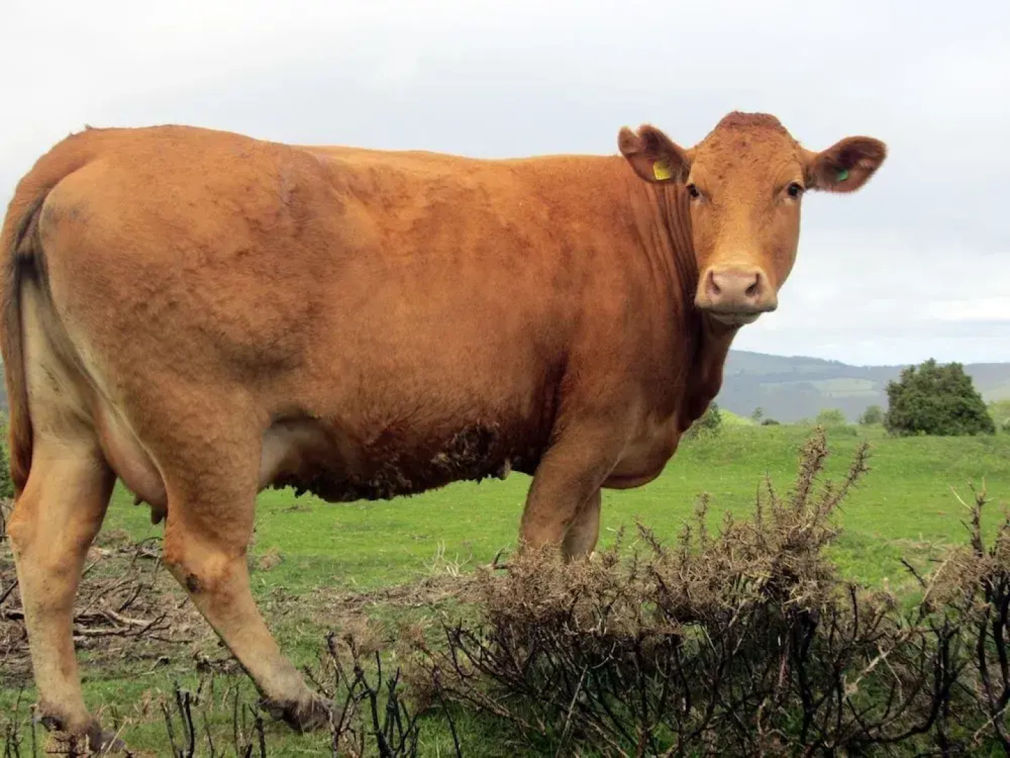 The Stone Barn Cottage