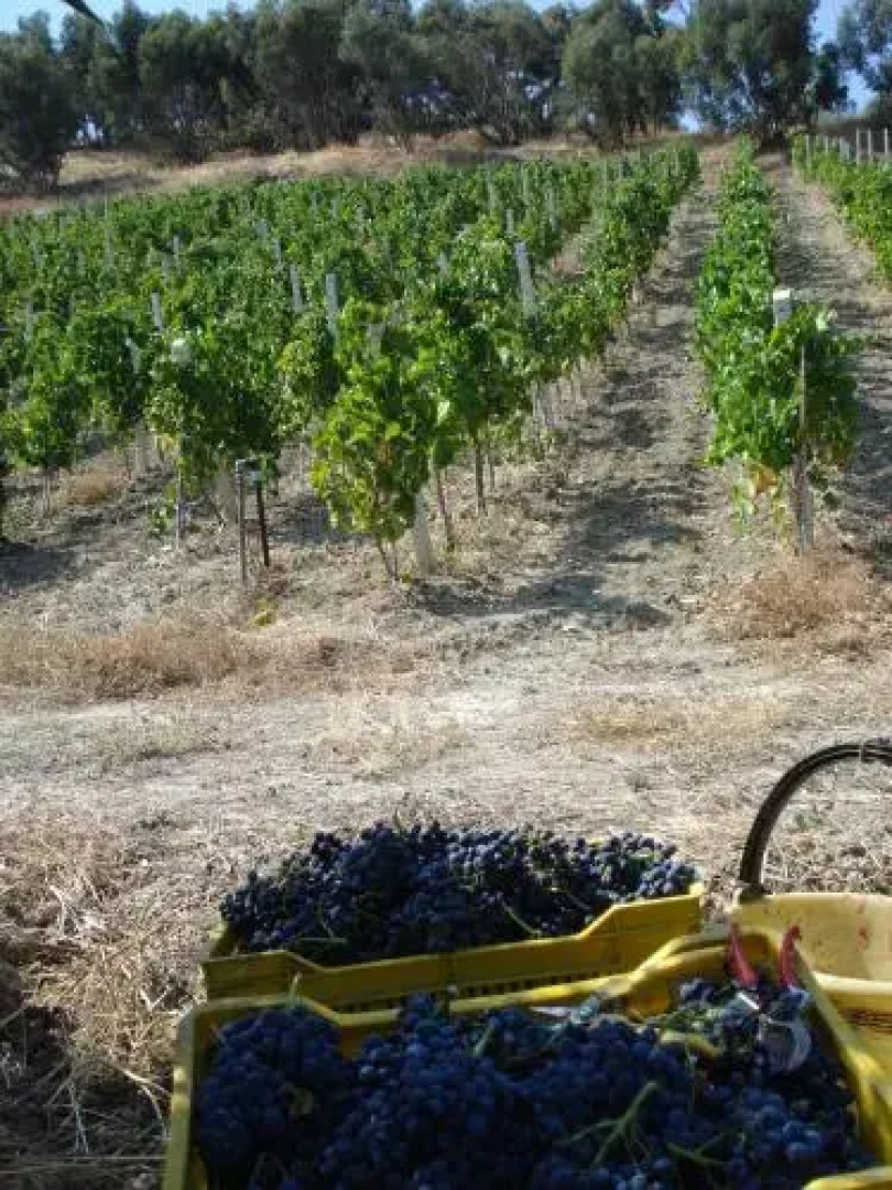 Agriturismo Feudo Gagliardi