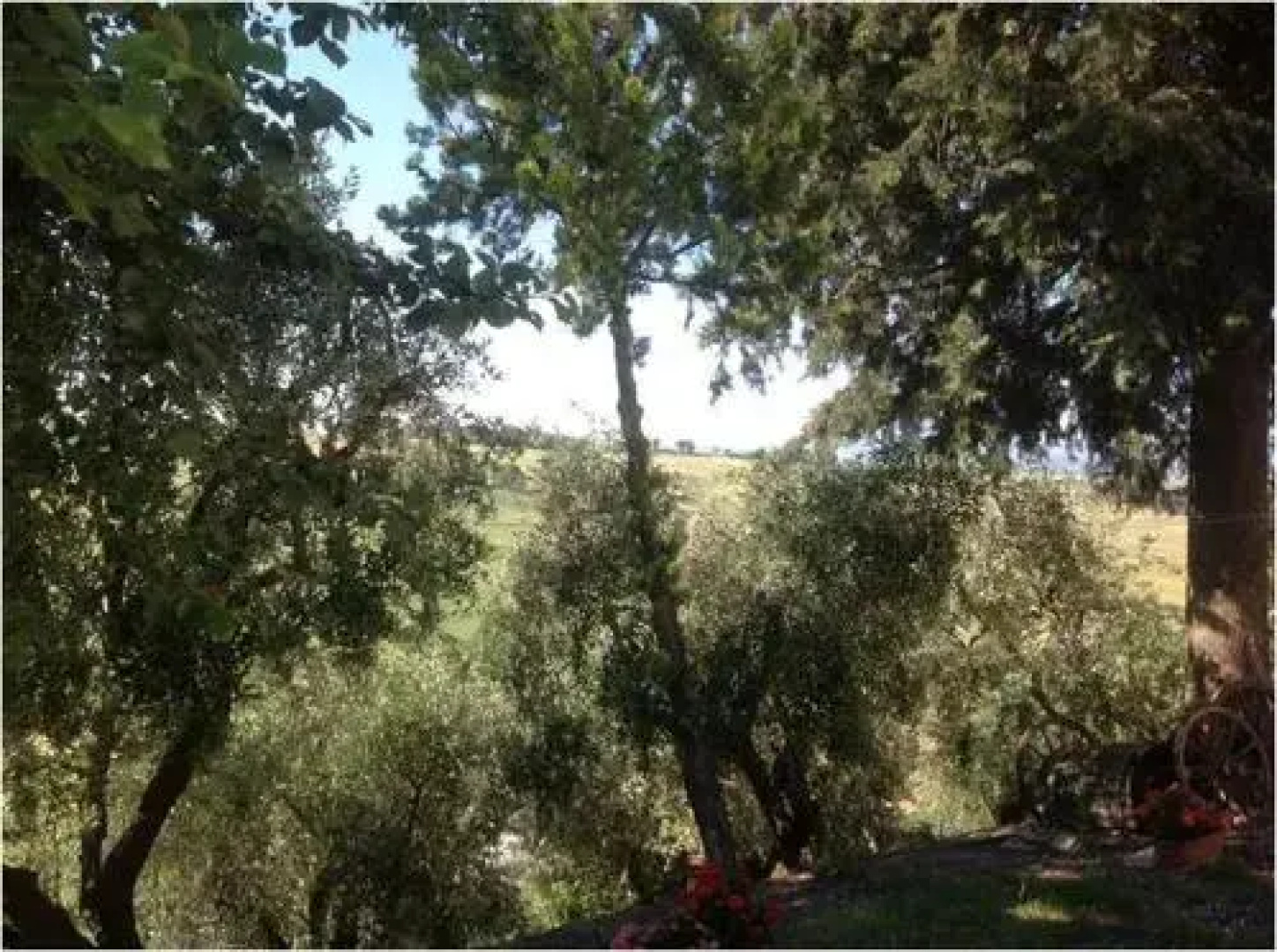 Allombra degli Ulivi B&B