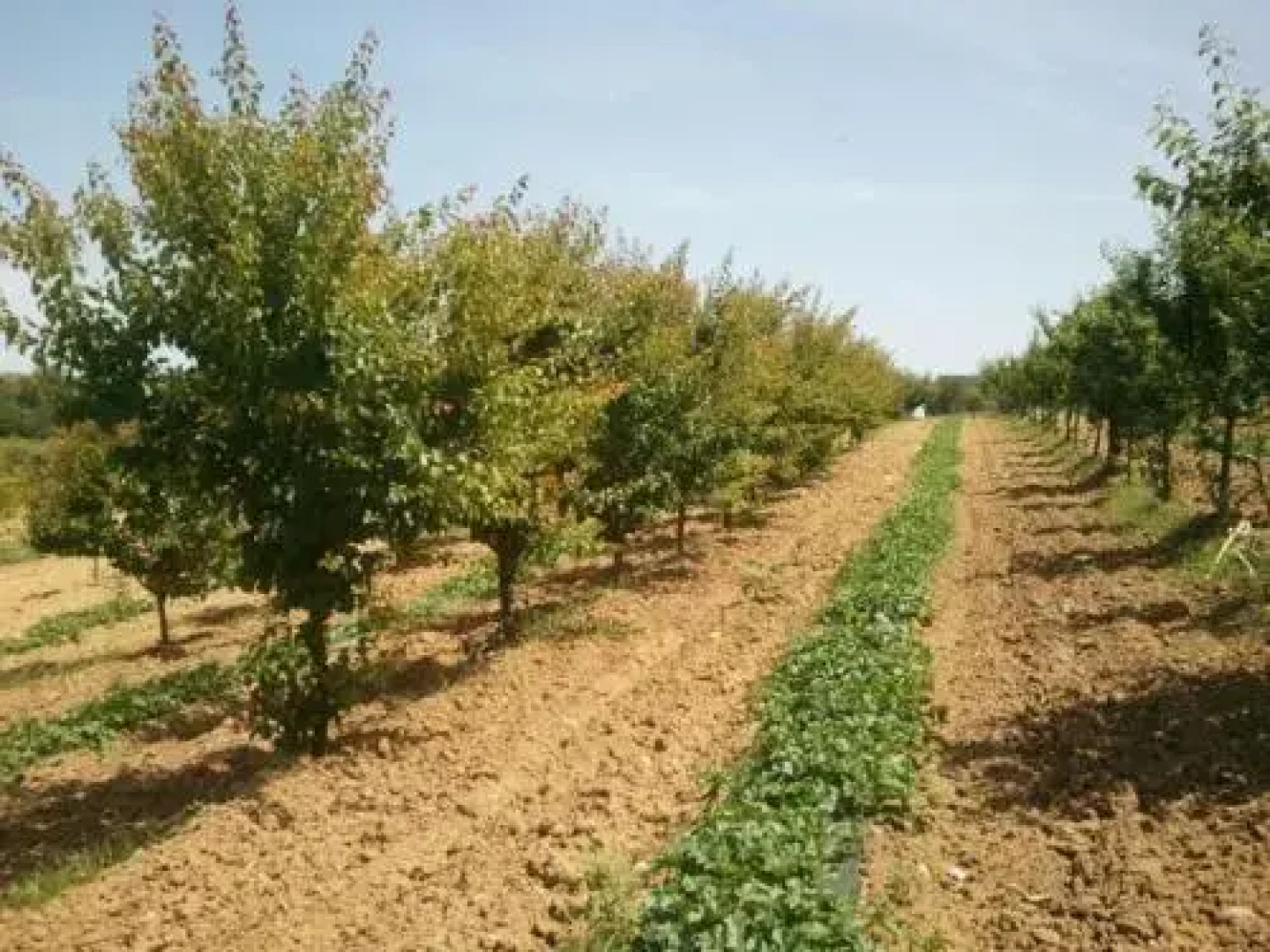 Agriturismo All Paradise