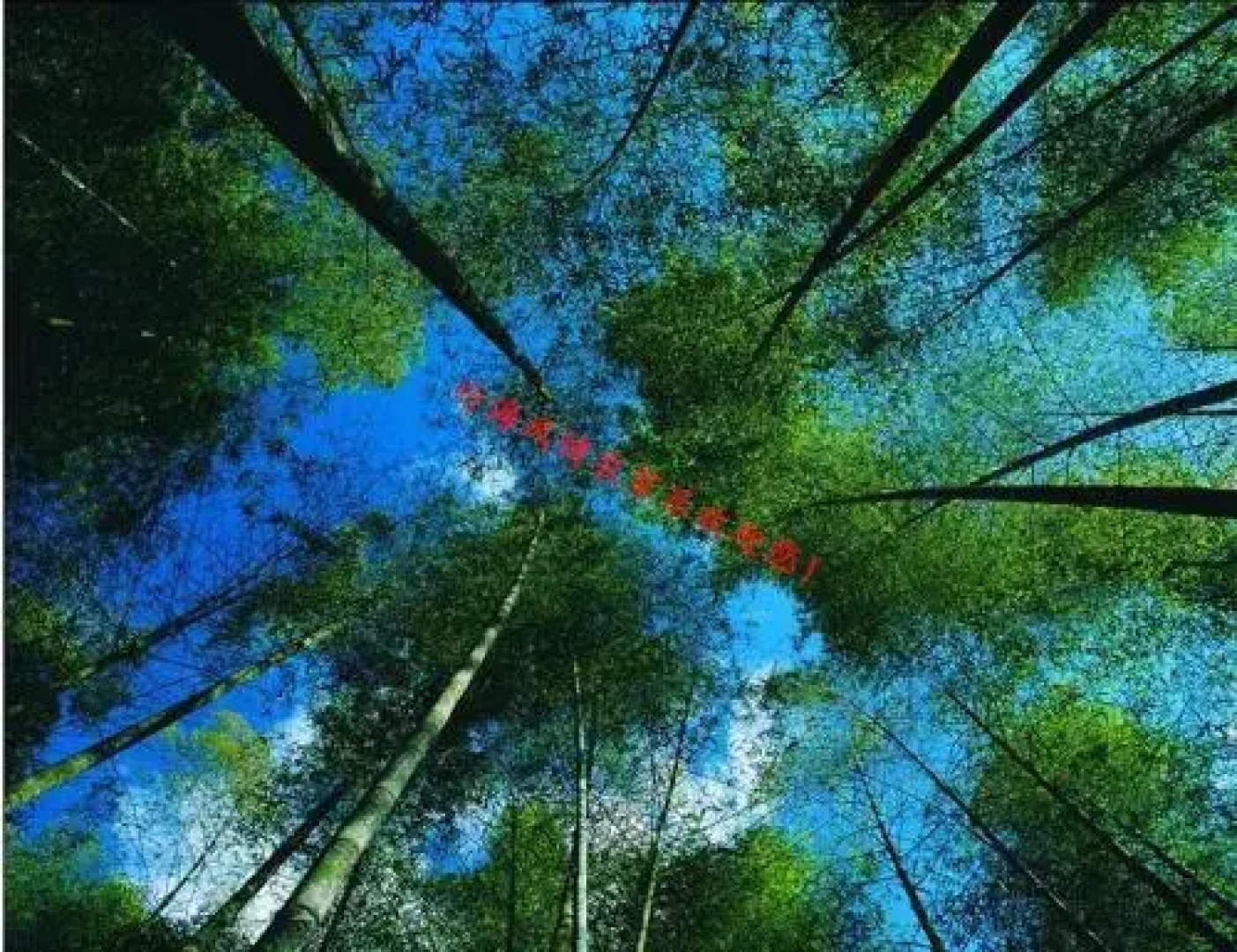 Shunan Bamboo Sea Style Farmstay