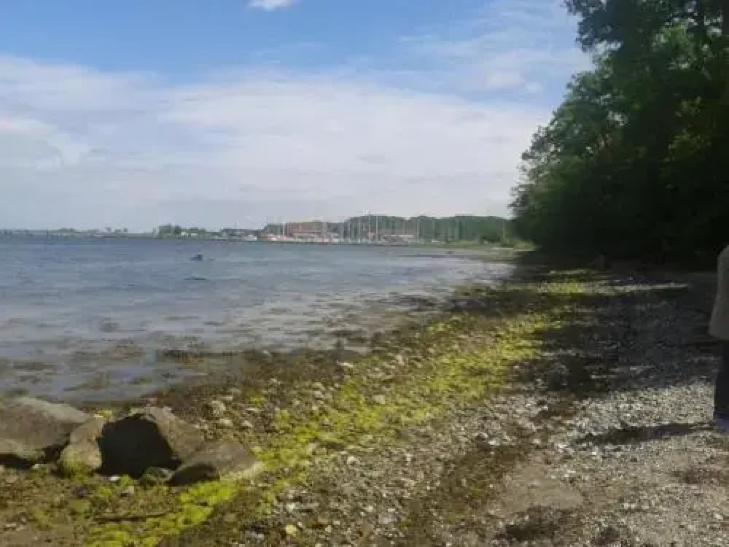 Ostsee Reetkate