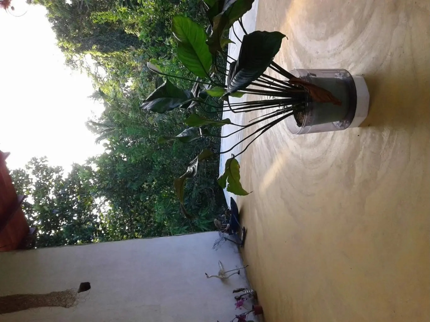 Green leaf cabanas