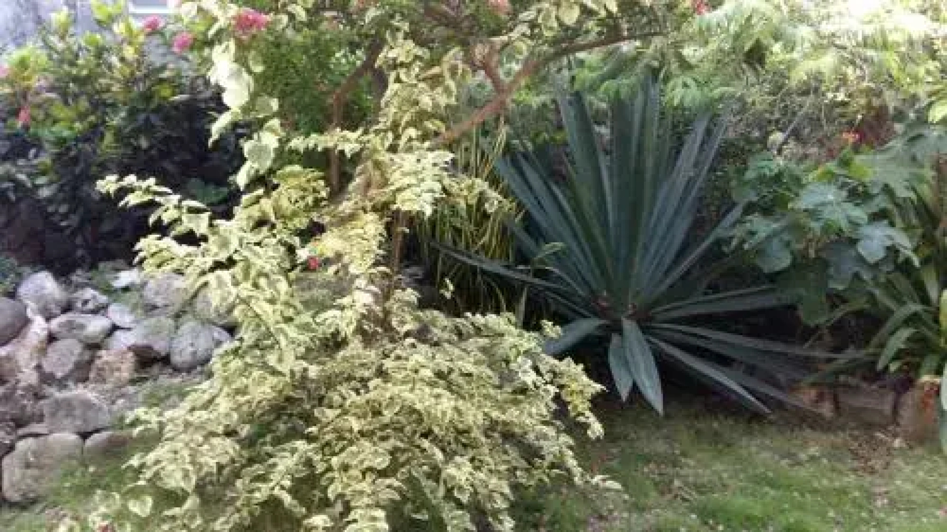 Gîtes dans un jardin