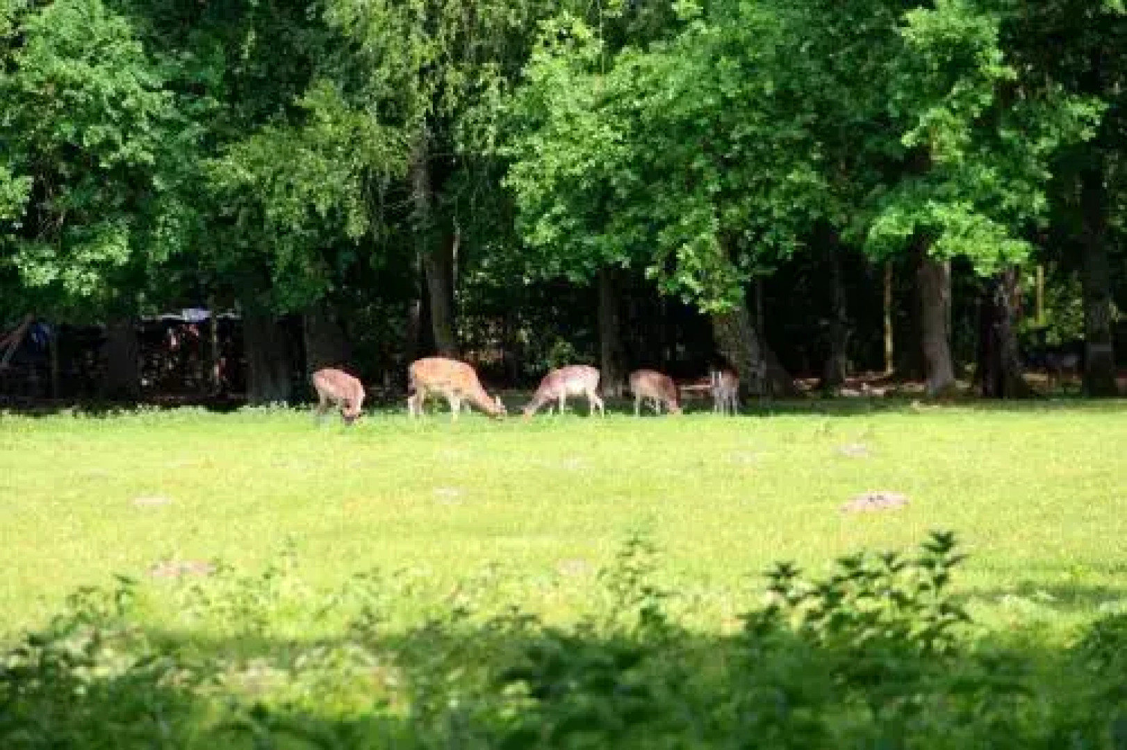 Damhirsch