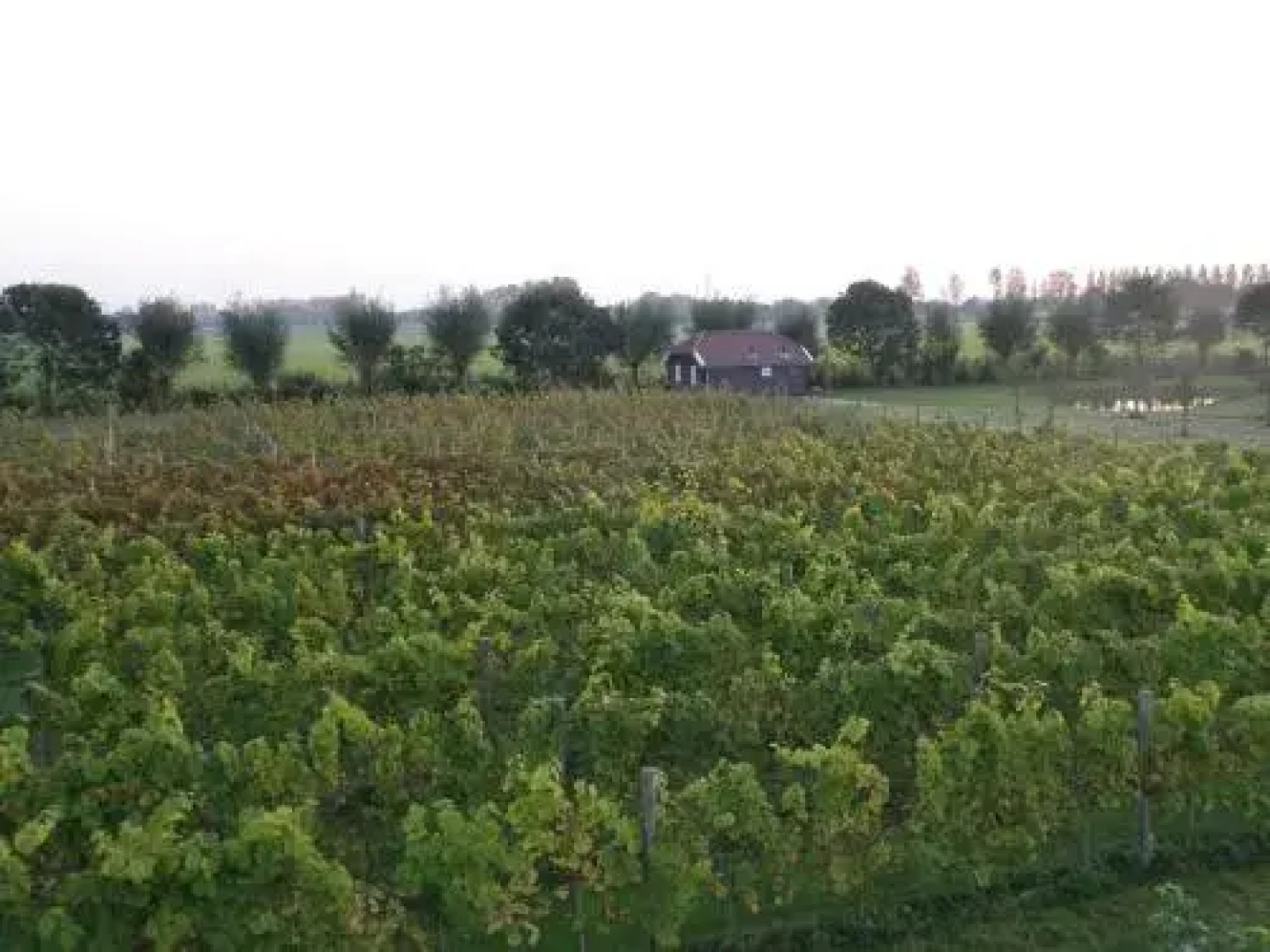 Park Nieuwgrapendaal