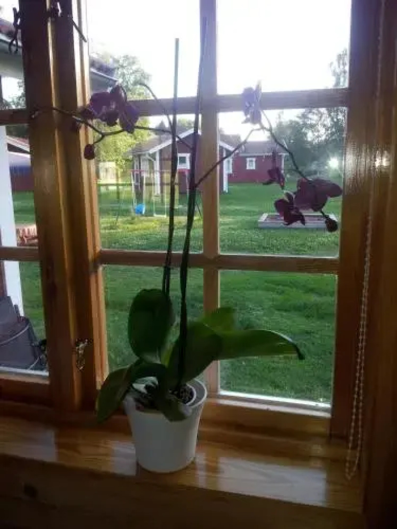 Ratt o Roder Stugby Konferens