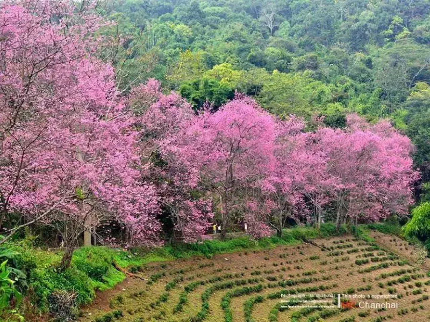 Khumnaiphol Resort