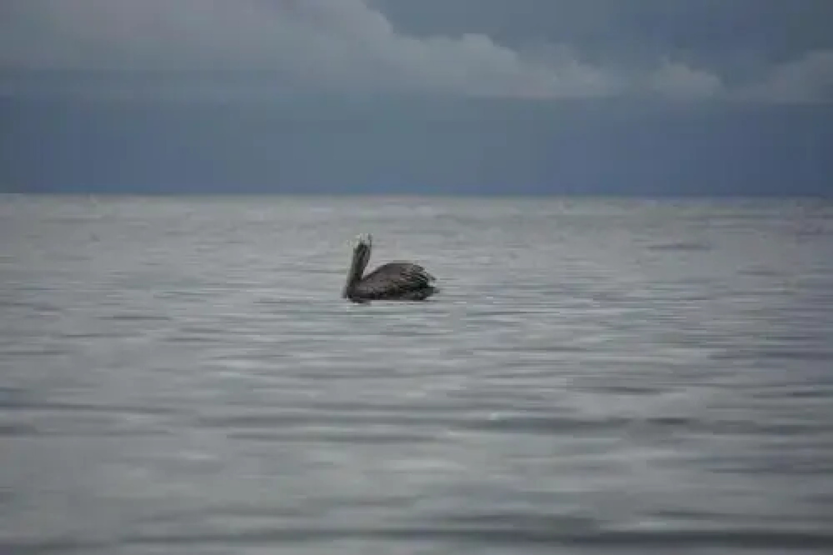 Pacific Sailfish Ecolodge