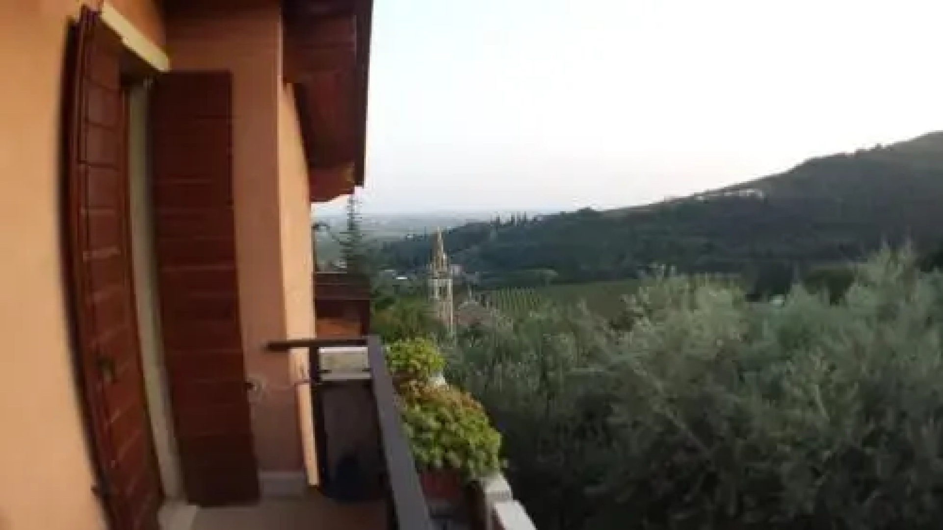 Olivella