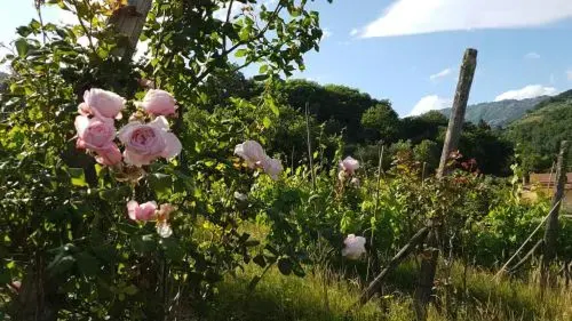 Podere La Colombaia