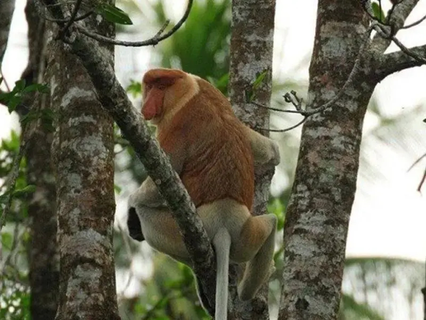 Monkey Top Safari