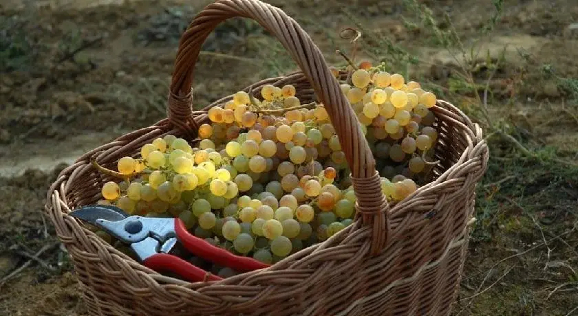 B&B Il Poggio di Gavi