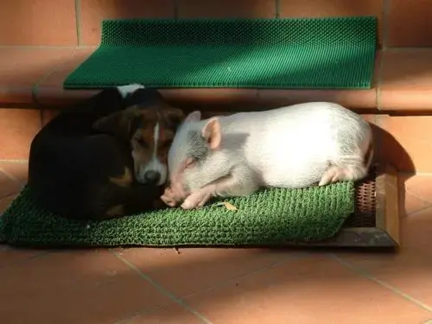 Agriturismo La Pineta