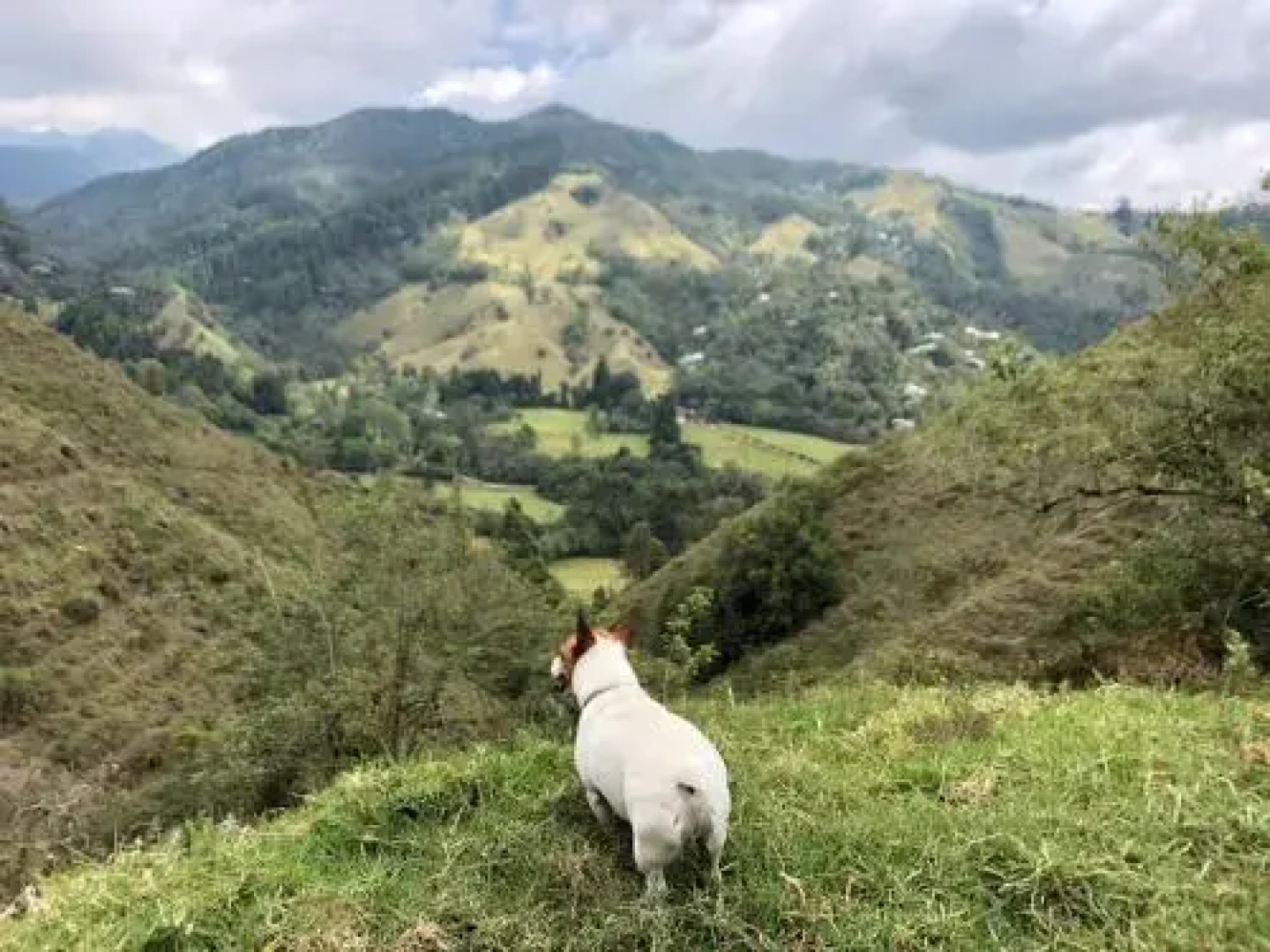 Reserva El Cairo - Valle de Cocora