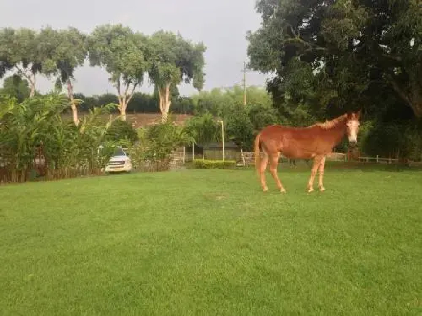 Hacienda El Saman