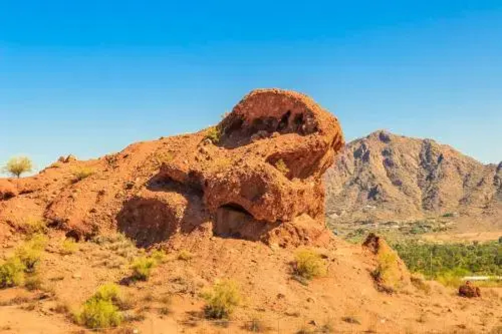 Primrose, Paradise Valley