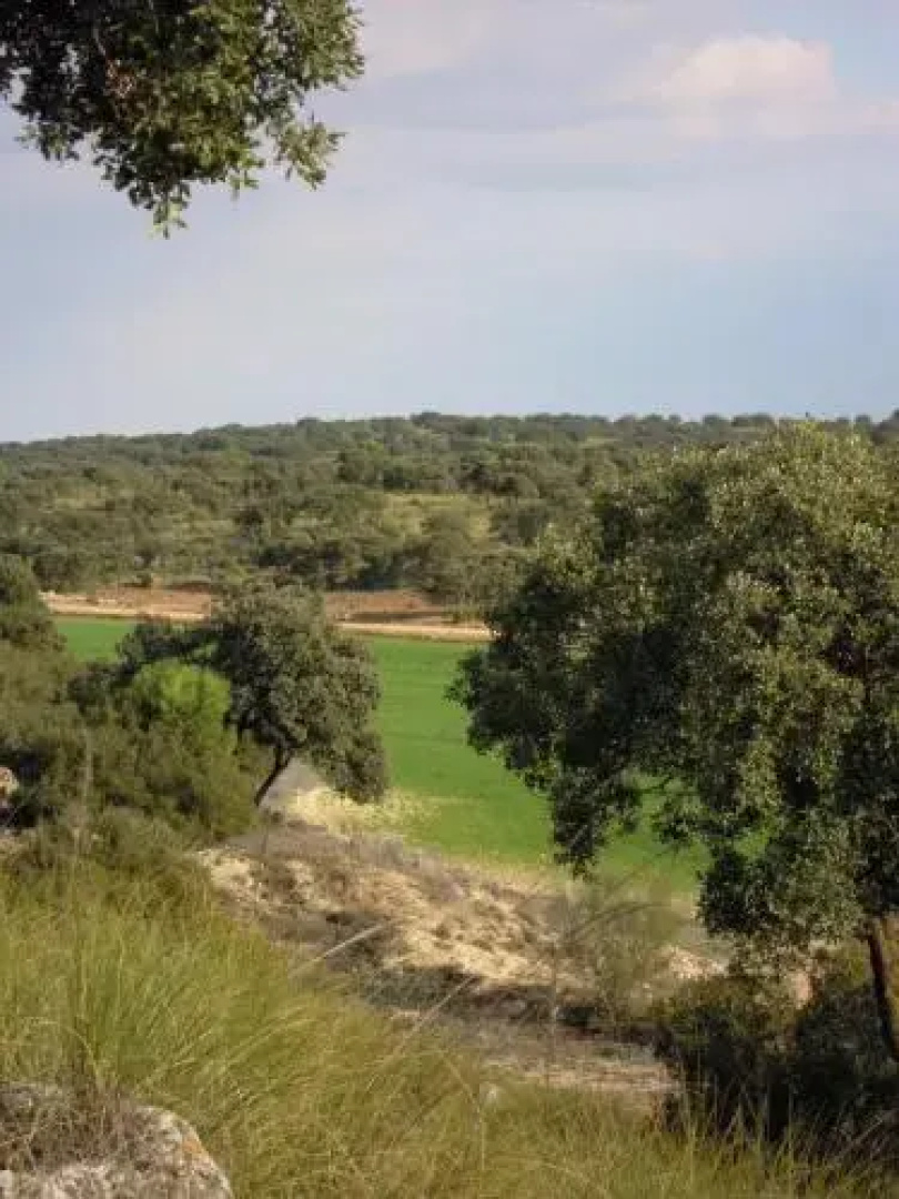 La Moragona