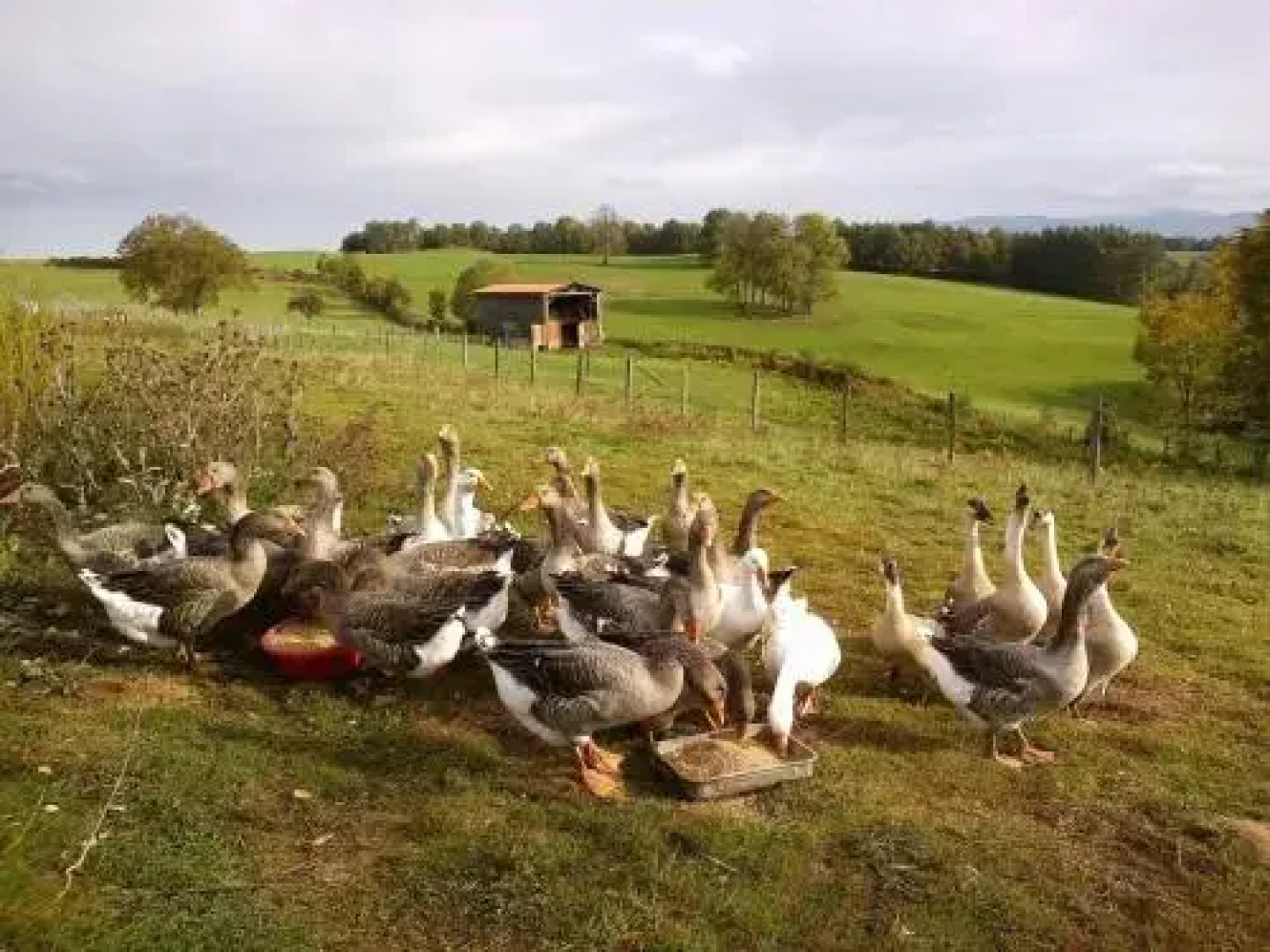 Coqcooning