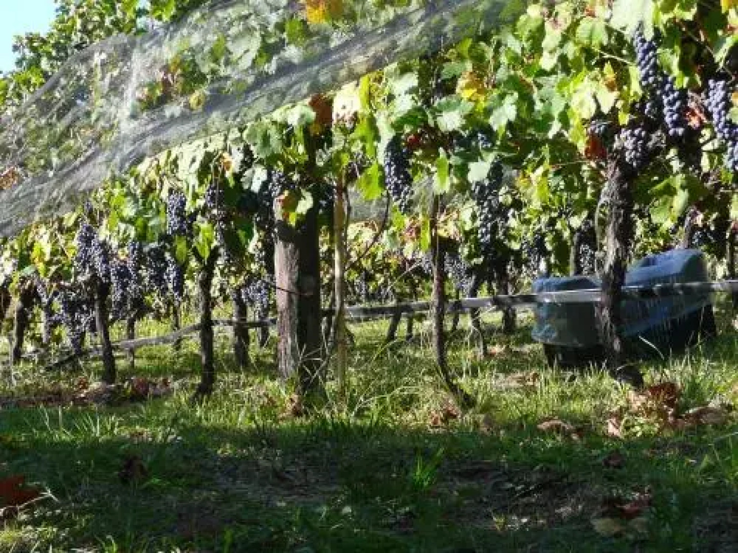 Hosteria Las Jarillas