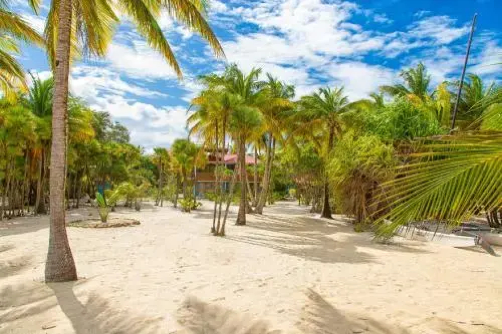 Wild Orchid Belize