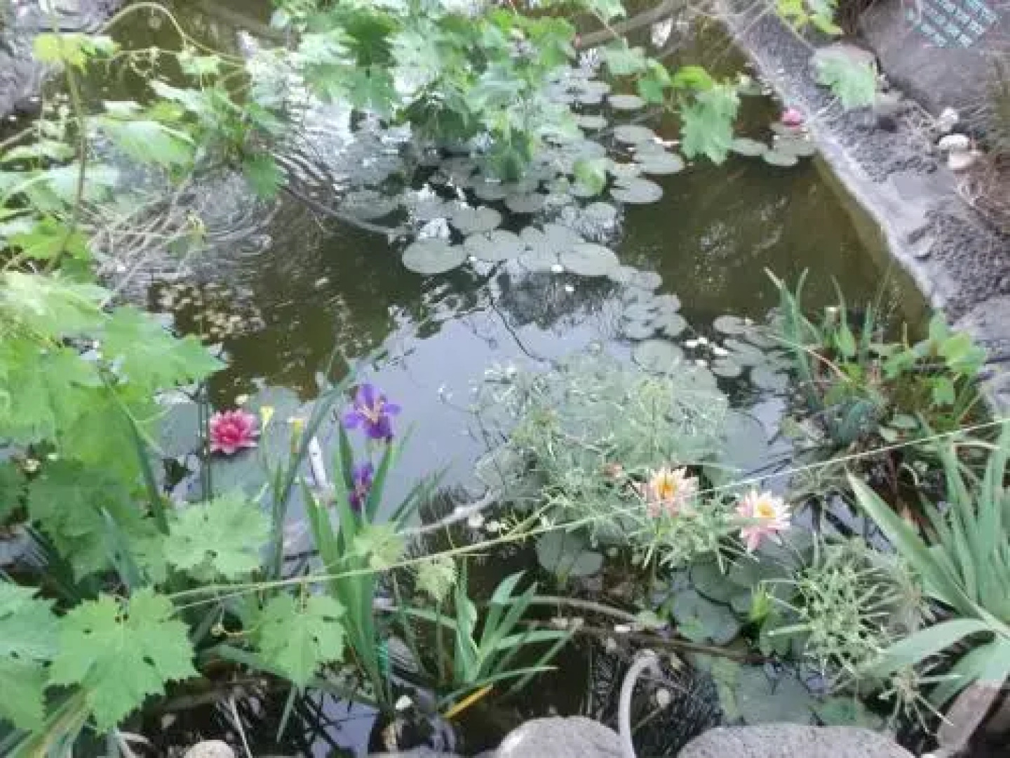 Kmo Yam In The Love Garden