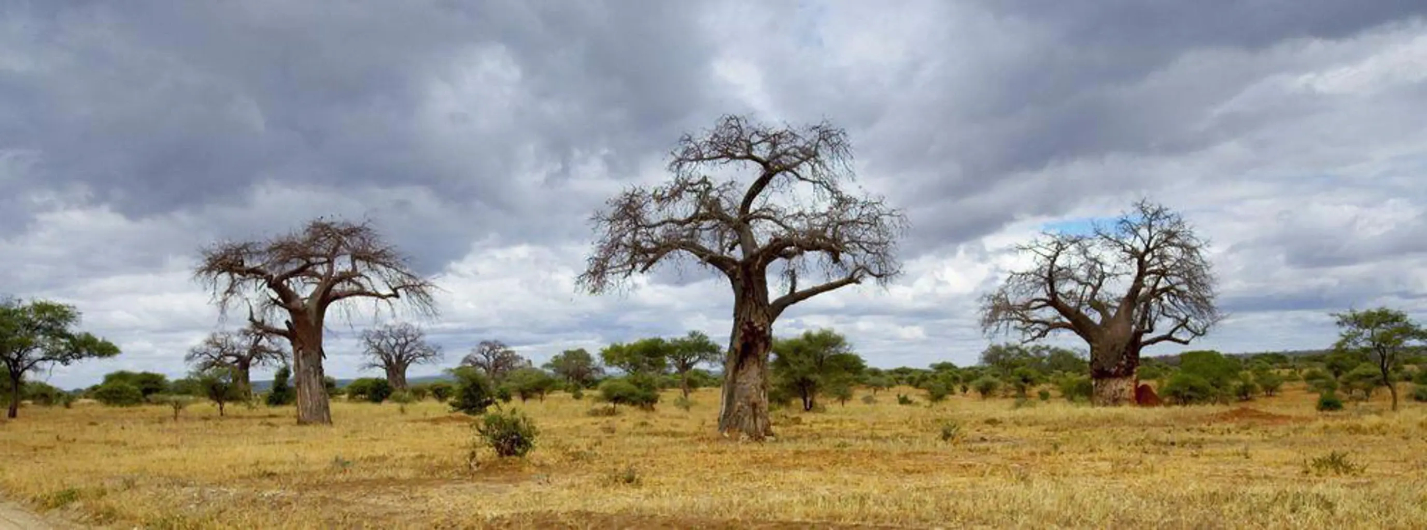 Oliver's Camp - All Inclusive