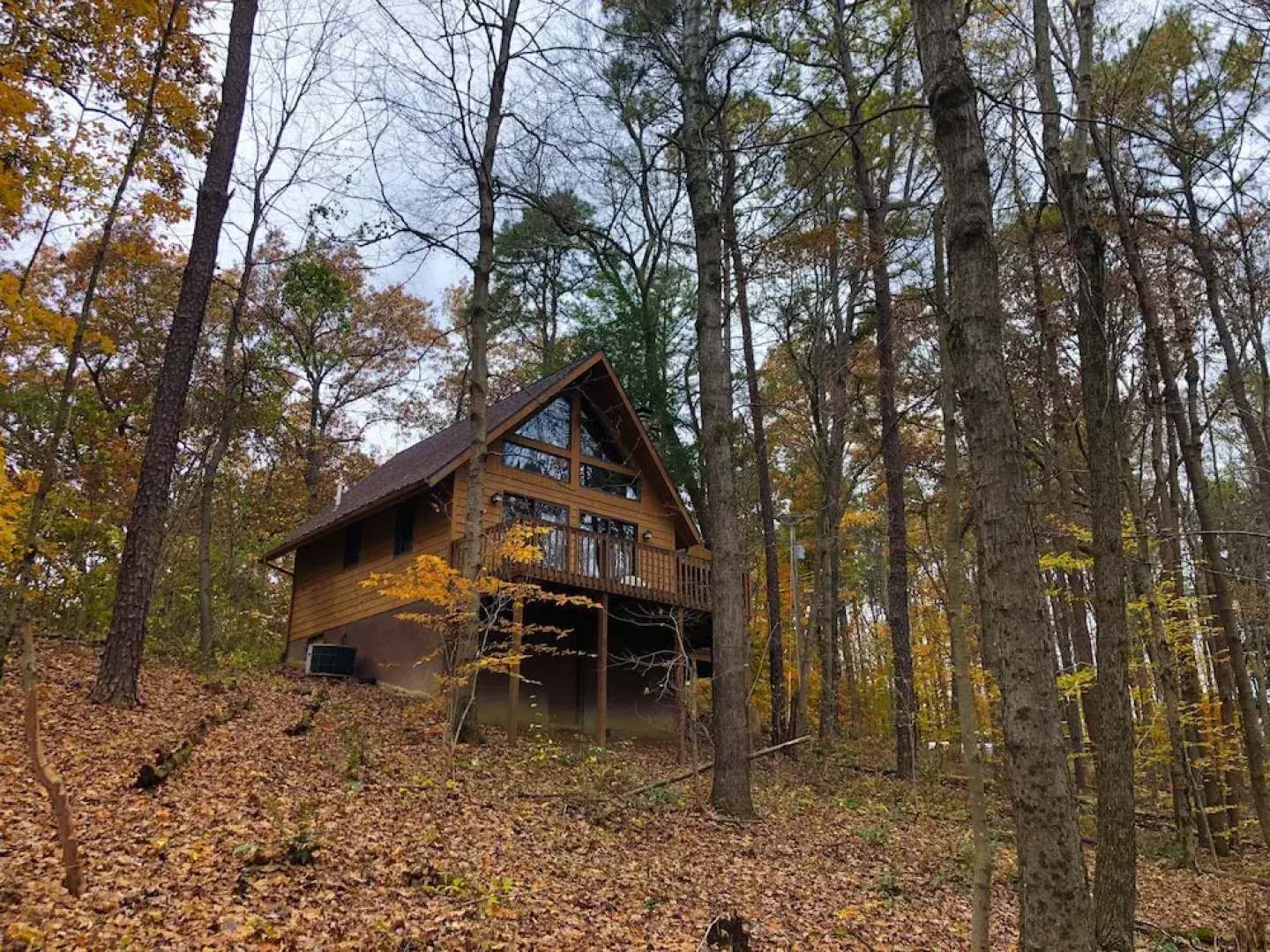 Elk - Hocking Hills