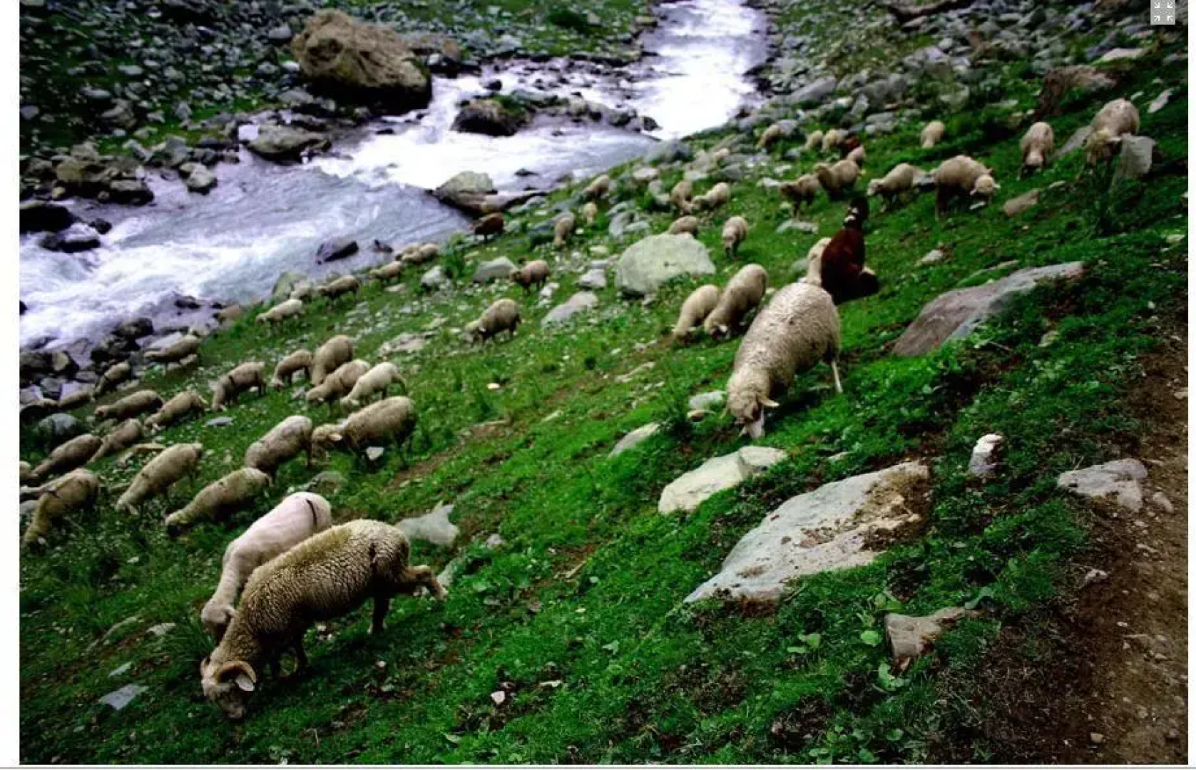 Wilderness Camps Sonmarg