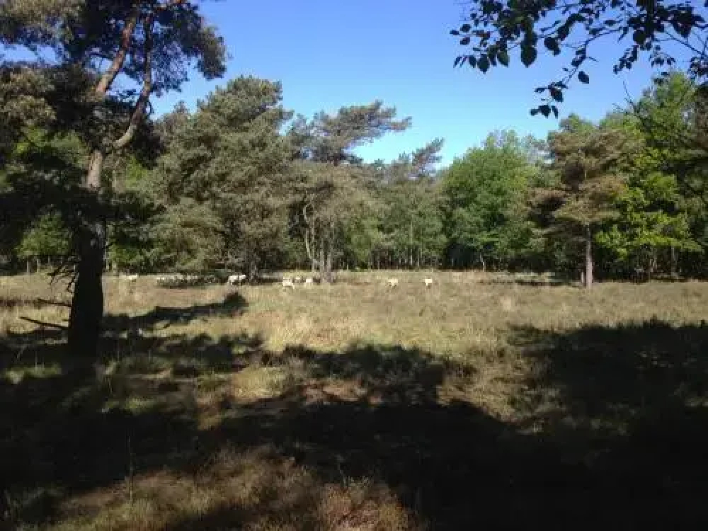 Summio Bungalowpark Het Hart van Drenthe