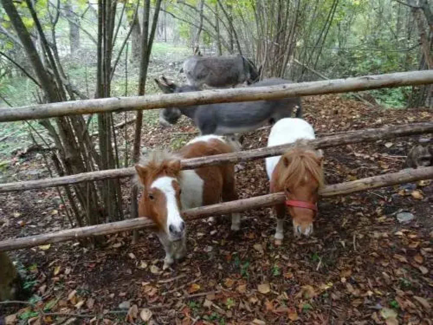 Winnewieser-Hof