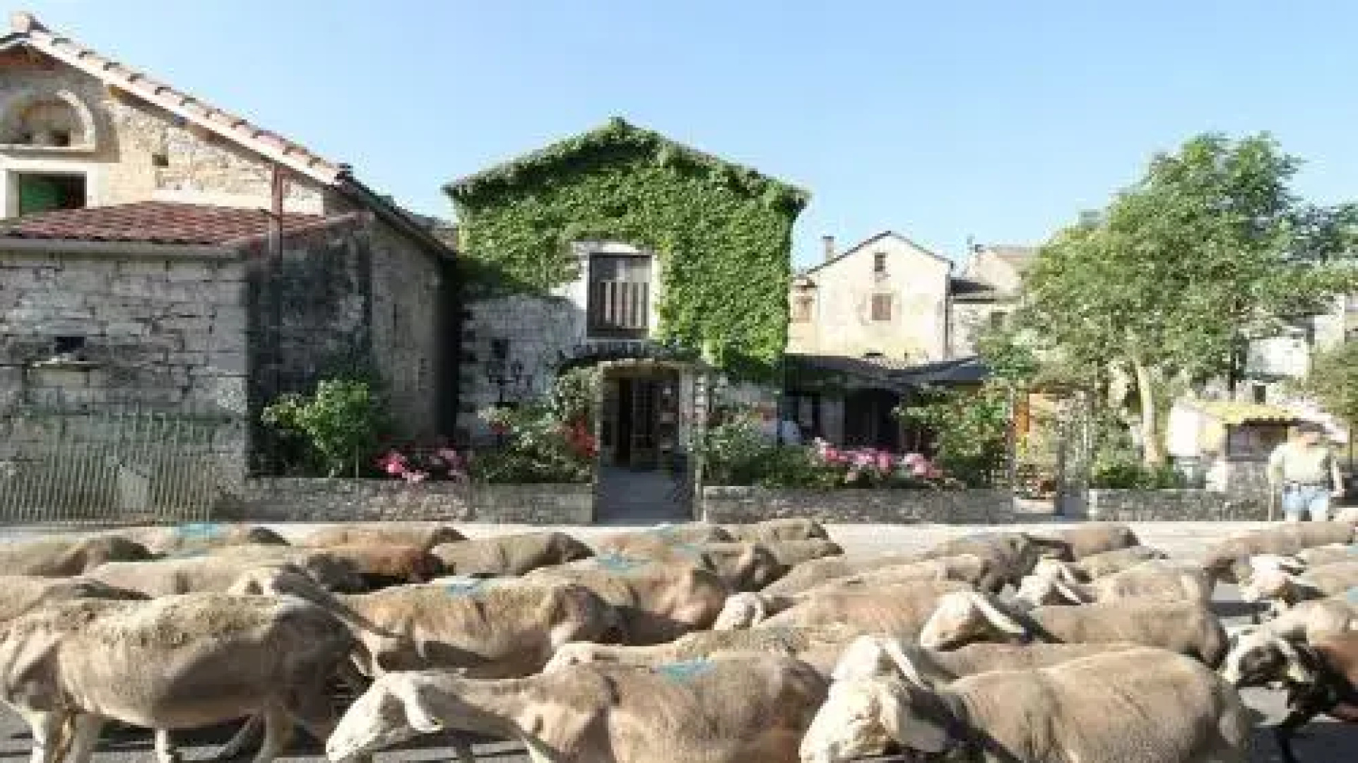 La Cardabelle