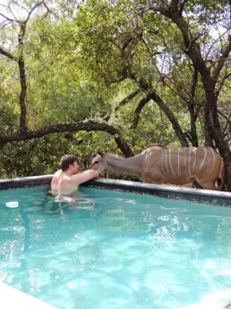 Honey Badger Safari House