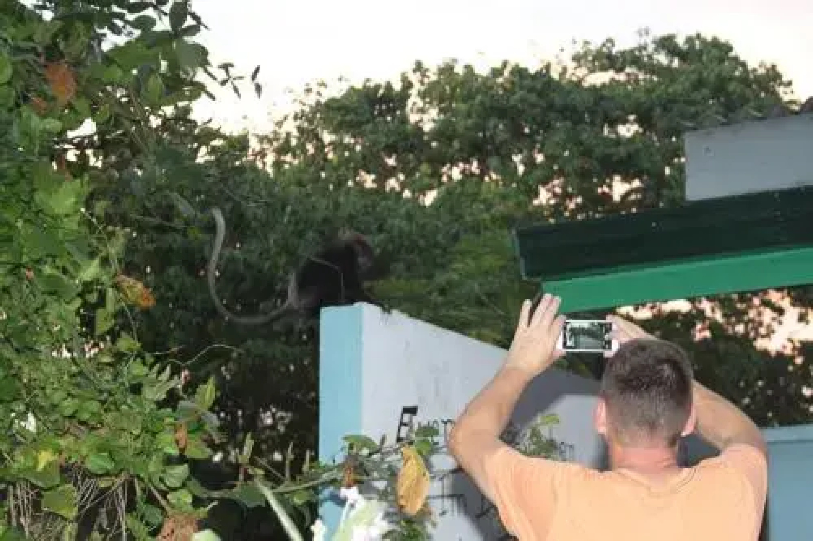 Villa Jungle & Wiener