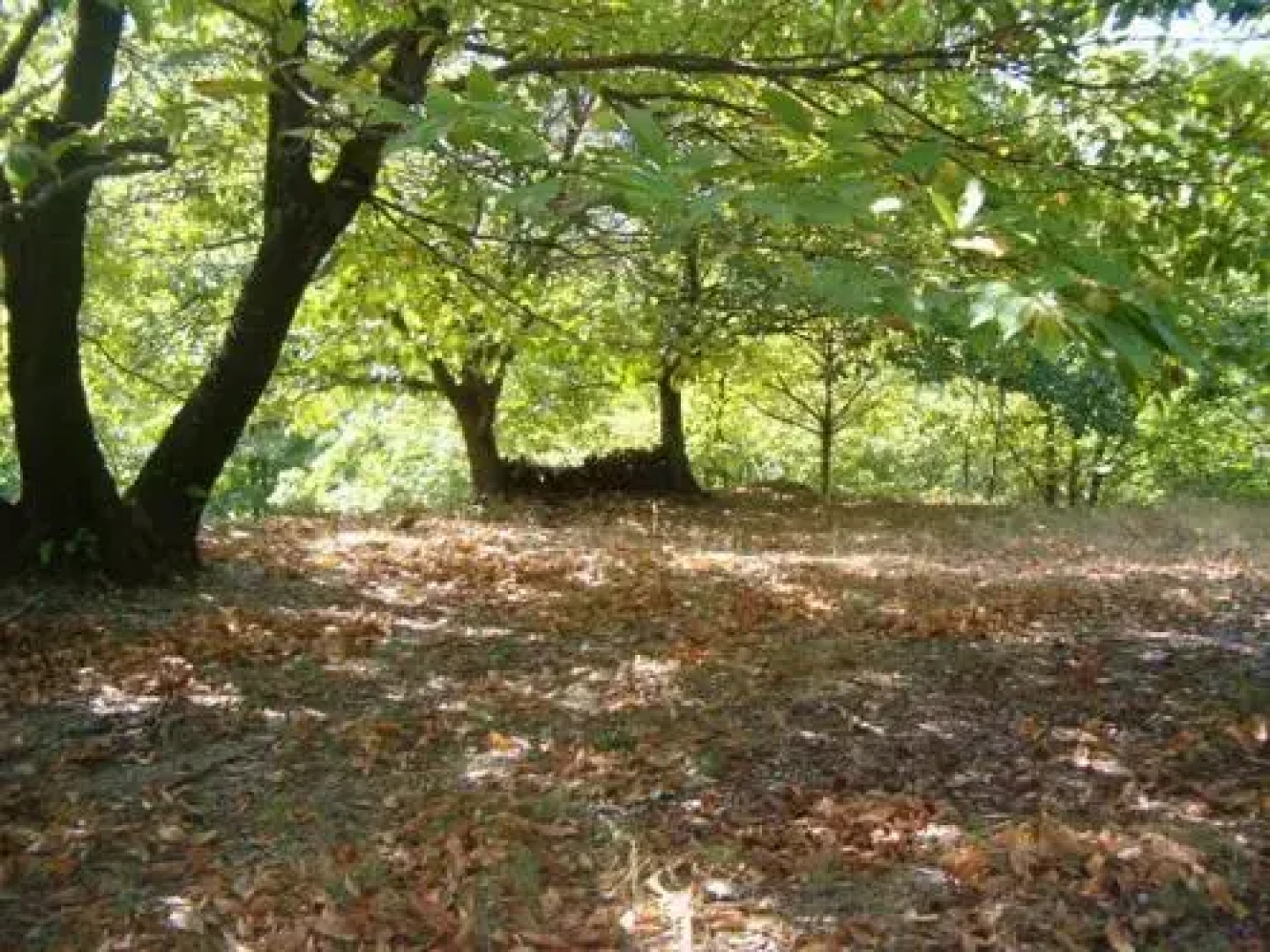 Les Chambres de Catherine