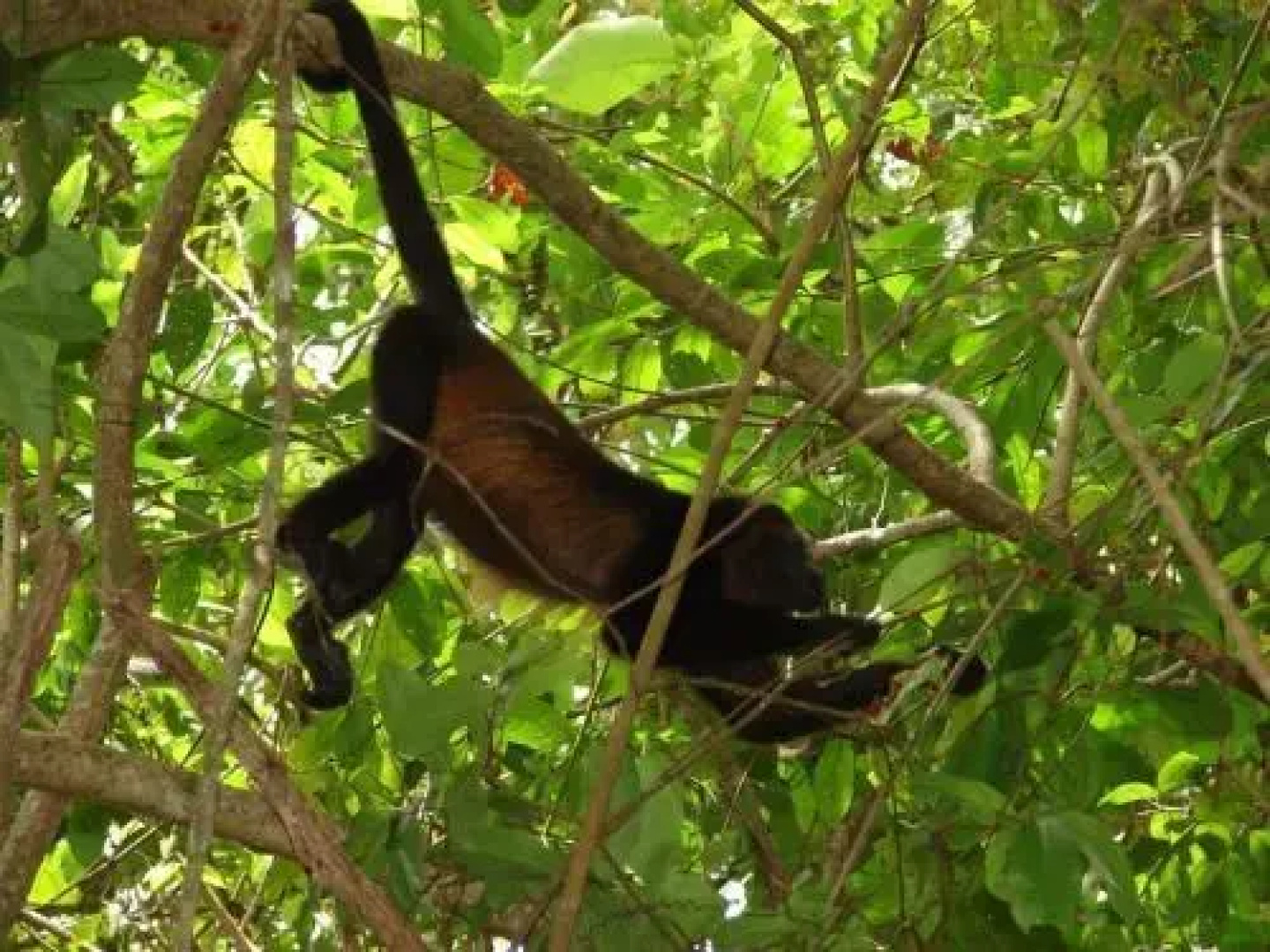 Alouatta Lodge