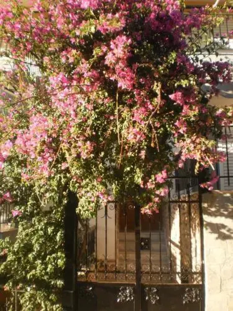 Zavrakli