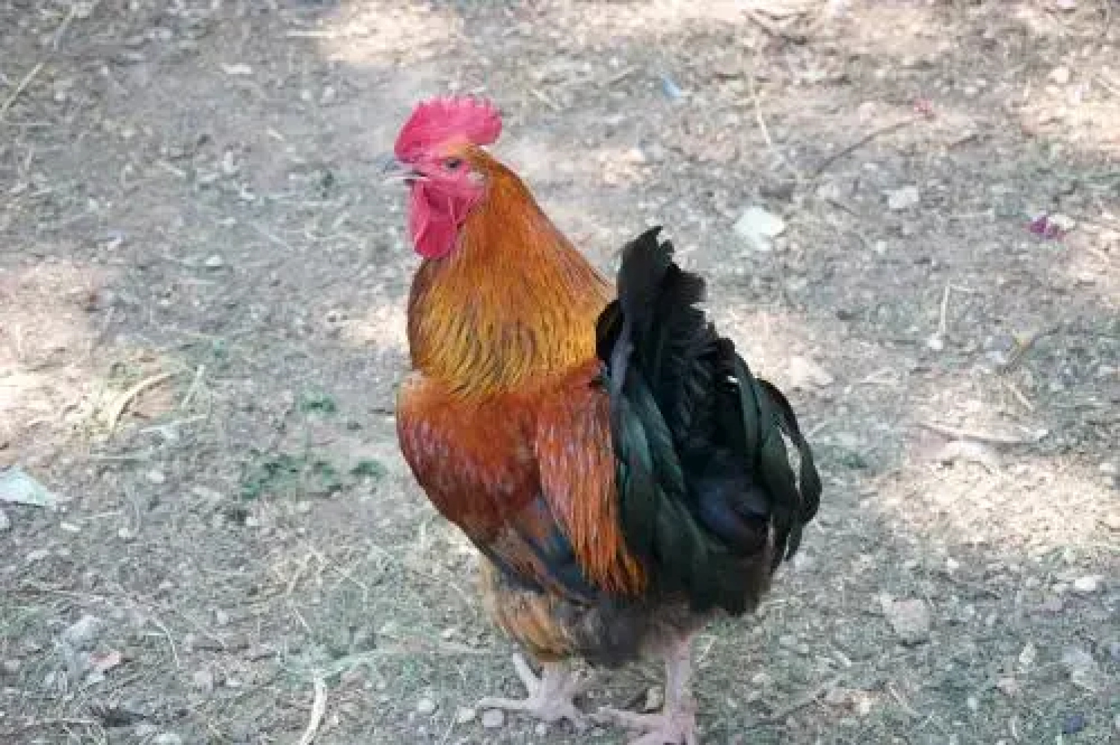 La Fénière
