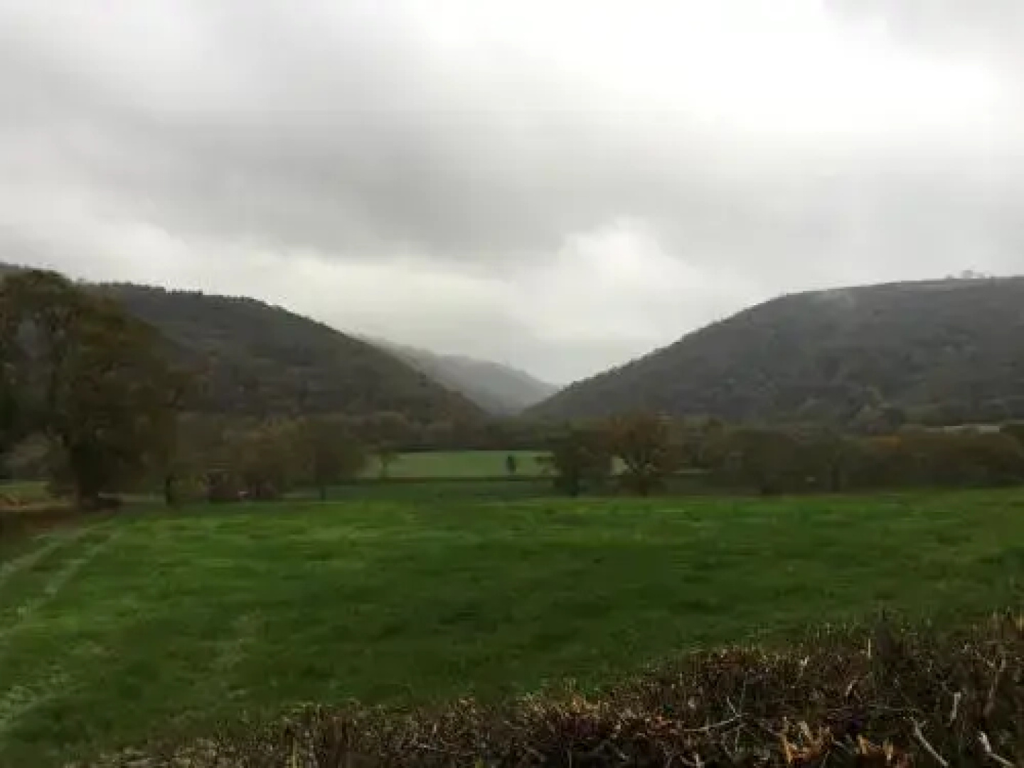 llys y coed