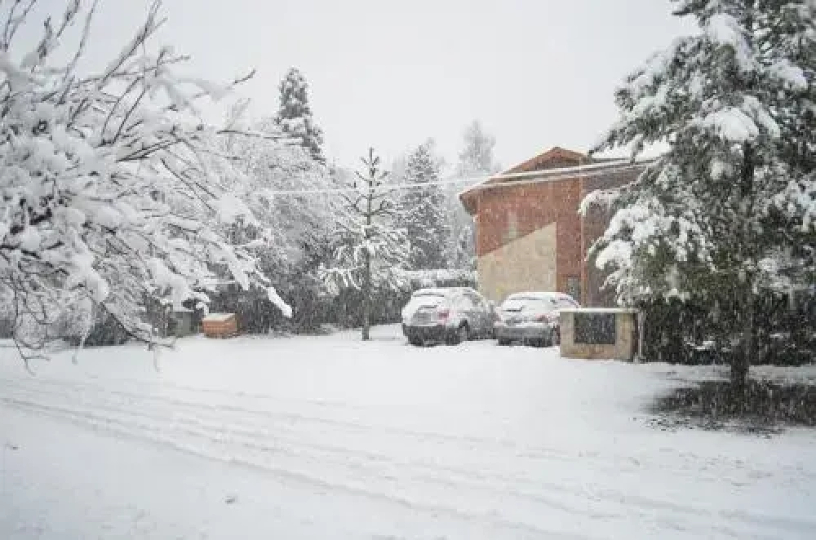 La Araucaria