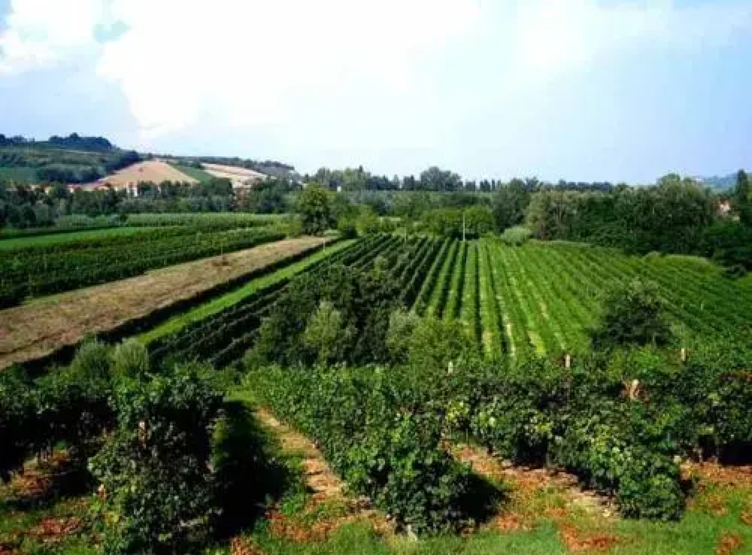 Agriturismo Rio Manzolo