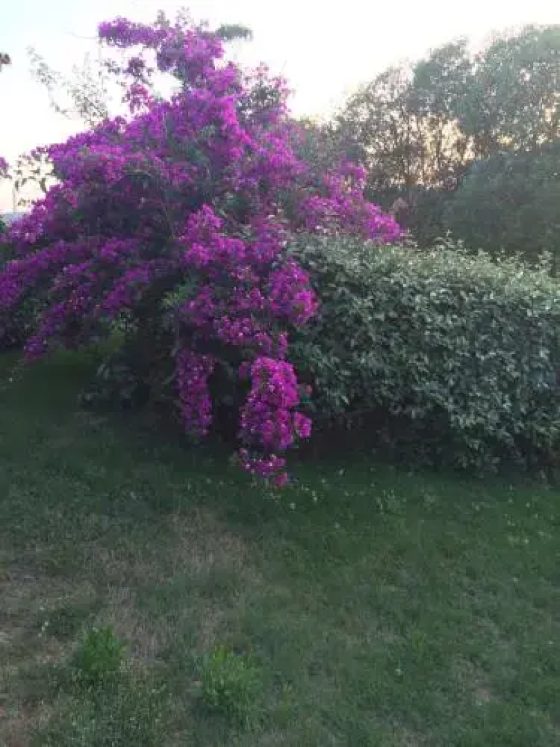 Agriturismo Campesi