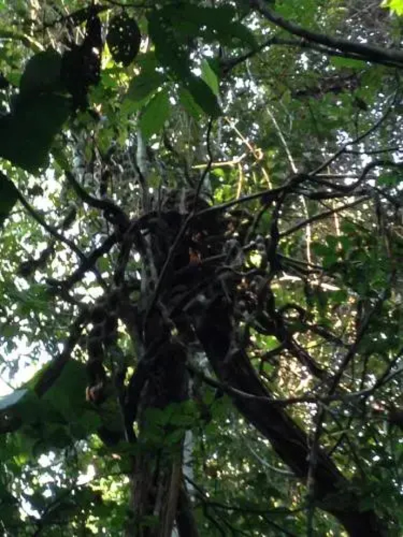 Comunidade do Xingu Camping Site