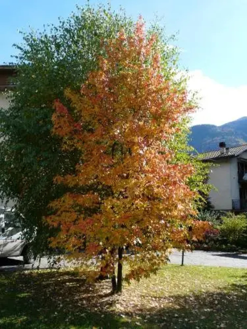 La casa di Clara