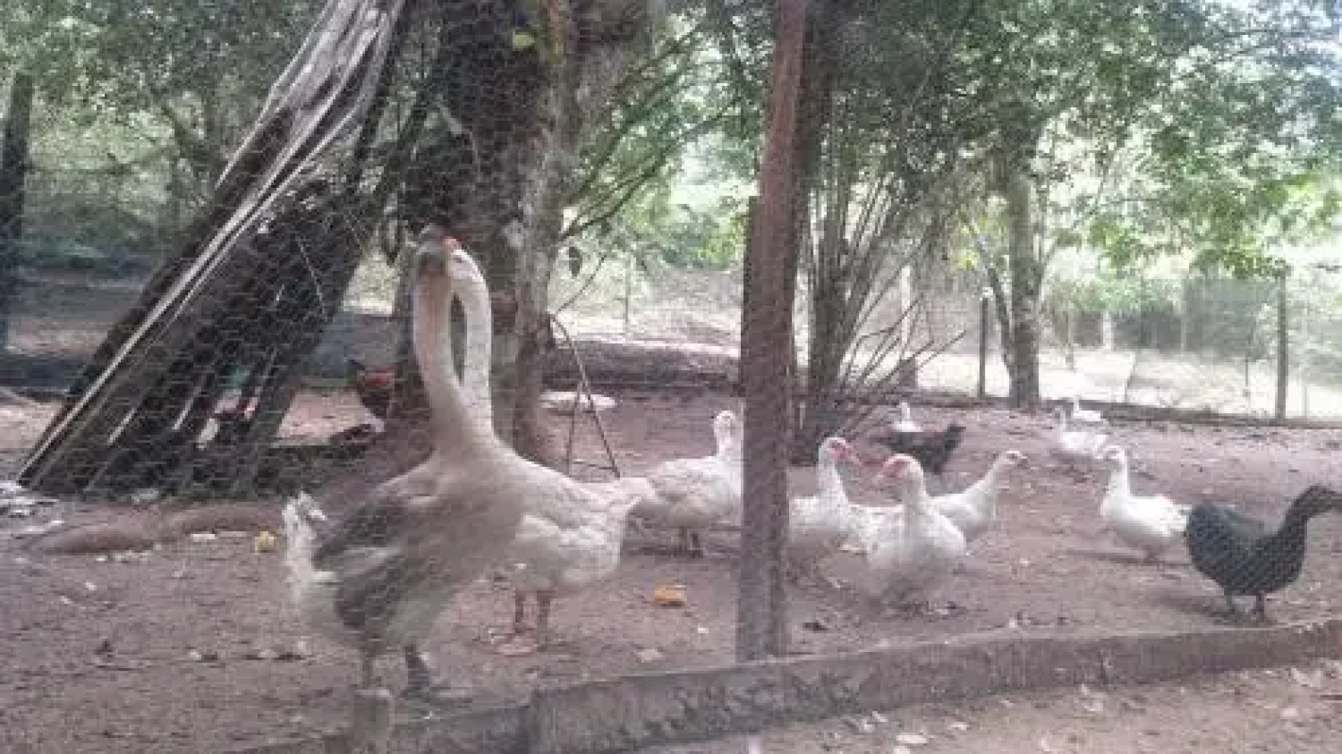 Amazon Hostel Iranduba