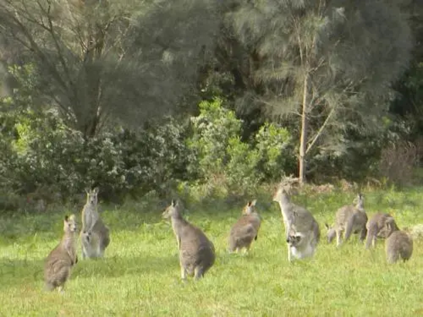 Discovery Bay Cottage