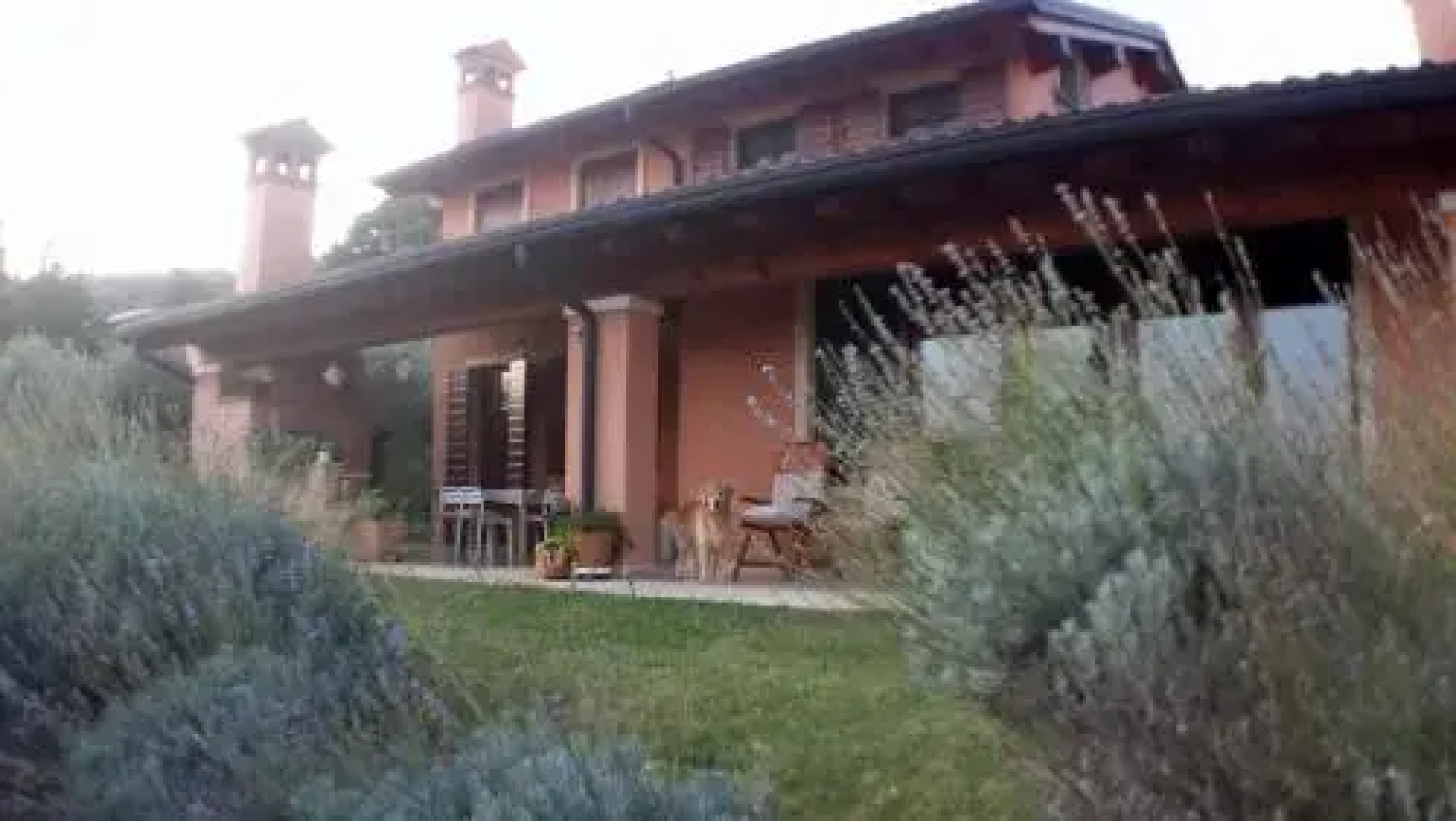 Olivella